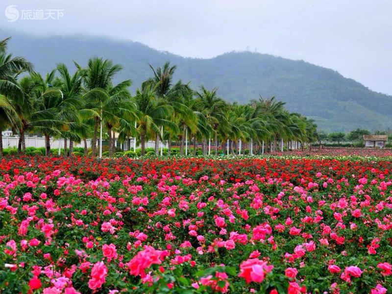 玫瑰花海