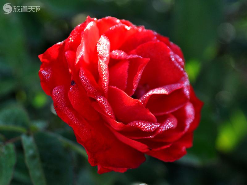 玫瑰谷月季花