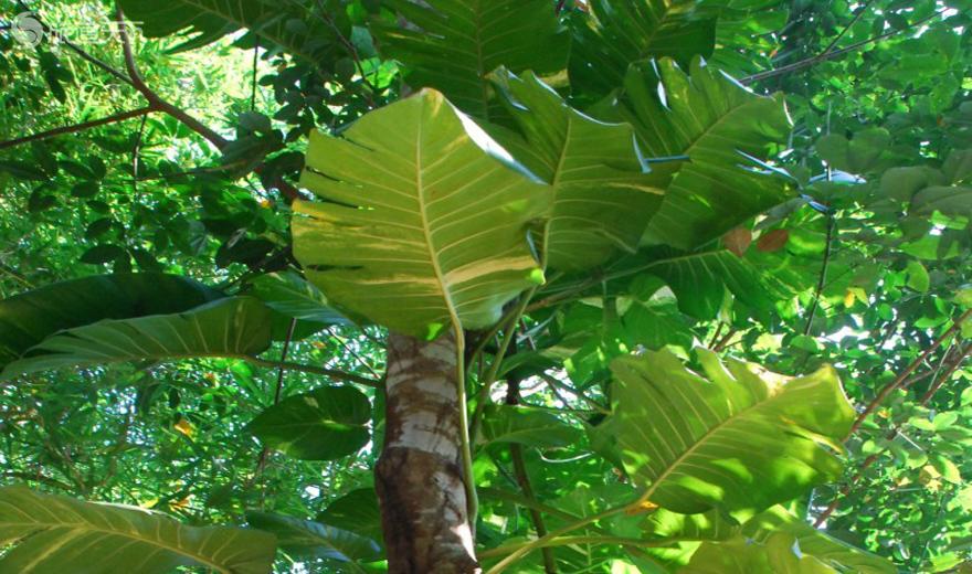 海南热带野生动植物园一角