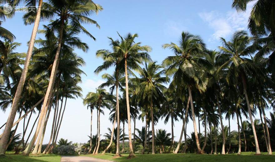 椰子大观园-婆娑椰林